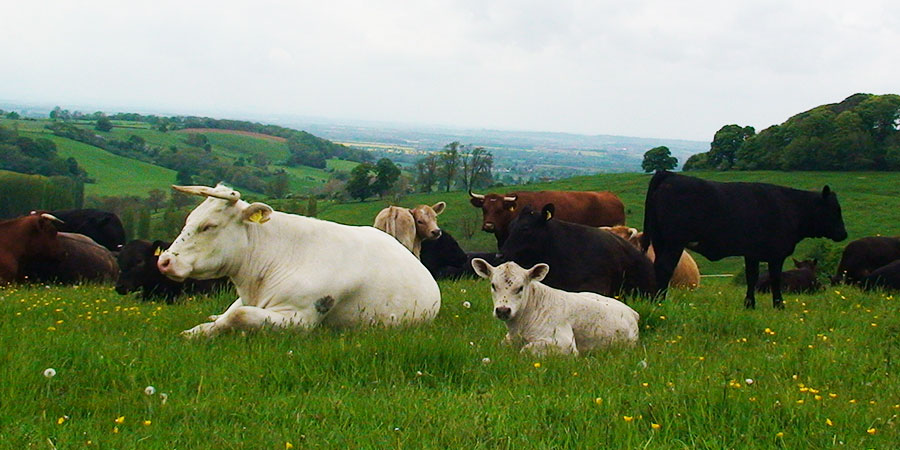 grassfed-organic-cows-beef
